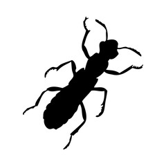 Beetle Silhouette