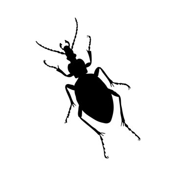 recommend clip art: Beetle Silhouette
