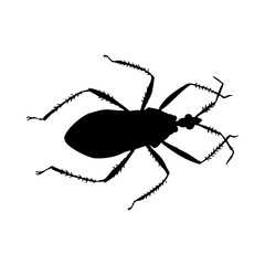 Beetle Silhouette