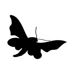 Moth Silhouette