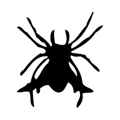 Spider Silhouette