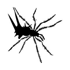 Spider Silhouette