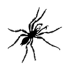 Spider Silhouette