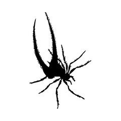 Spider Silhouette