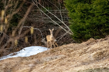 Deer in the forest, Bohinj region	