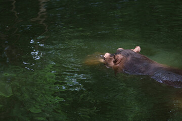Fototapeta premium Close up head The Big hippopotamus is float in river
