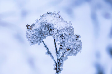 Withered thistles covered with ice and hoarfrost in the forest in the Taunus