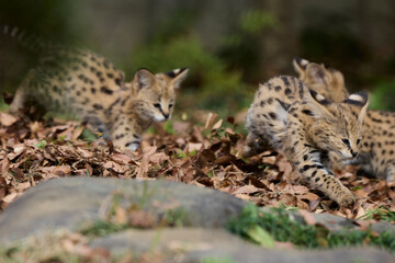 サーバルの赤ちゃんたち