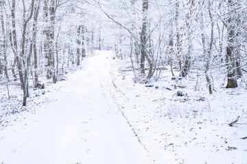 Forest path covered with snow in the Taunus mountains