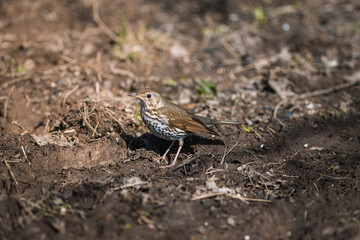 Song thrush close up portrait
