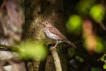 Sunlitted Song thrush on a branch 