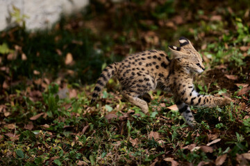サーバルの赤ちゃんたち