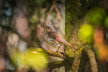 Sunlitted Song thrush on a branch 