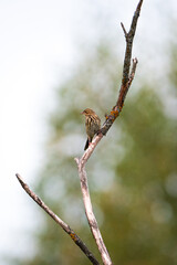 Song thrush close up portrait