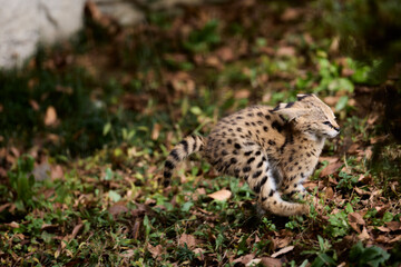 サーバルの赤ちゃん