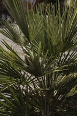 Closeup of green exotic tropical palm leaves. Summer nature background