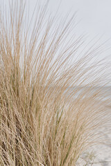White sand beach with dry beige grass stems