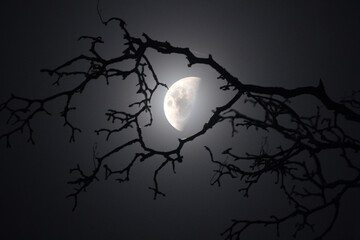Beautiful Moon In Heart Looking Tree