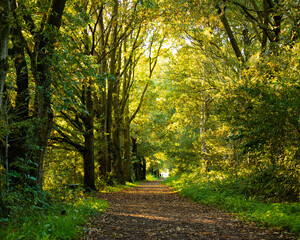 ścieżka w lesie wczesną jesienią 