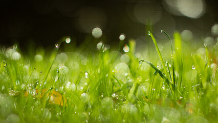 makro krople wody na trawie w ciemnym tle