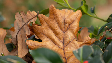 liść dębu z bliska w jesiennym klimacie