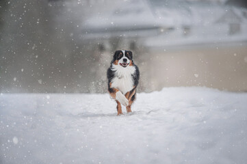 Winter active austrian shepherds