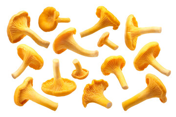 Chanterelles or girolles mushrooms Cantharellus cibarius isolated png