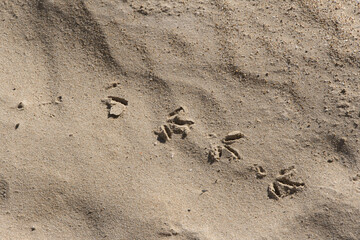 Some bird footprints over the wet sand.