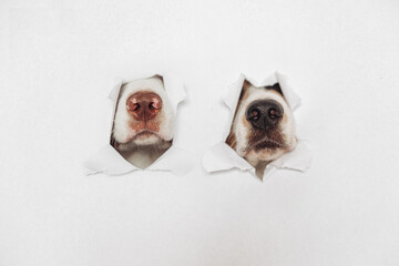 Сurious Australian Shepherd noses