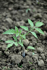 closeup the ripe green tomato plant with brown soil soft focus natural grey brown background.