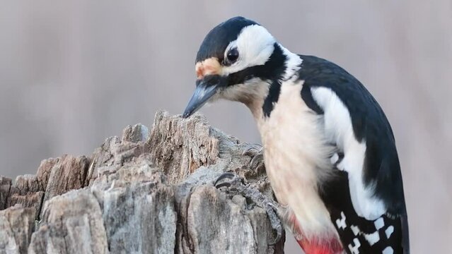 Great spotted woodpecker sitting on the stump. Wildlife scene from nature. Dendrocopos major.