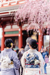 浅草　枝垂桜　着物　観光客