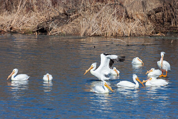 A squadron of pelicans swimming