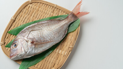 天然の真鯛(生)