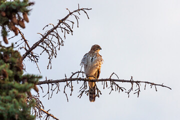 Coopers Hawk Perched in a Tree at Sunrise