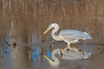 Great Blue Heron Hunting  in a Swamp