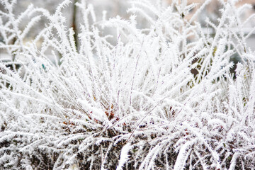 Hoarfrost freezing on garden plants