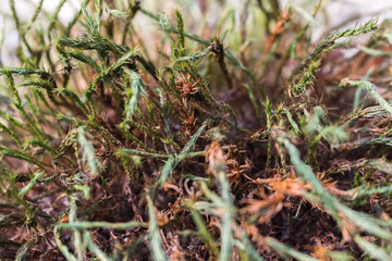 moss