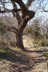 Fototapeta premium Palo Duro Canyon