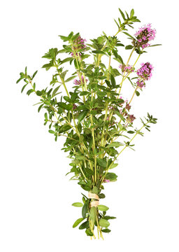 Bunch of freshly harvested thyme, transparent background
