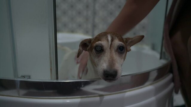 Female owner washing with shampoo and water small funny dog standing in bathtub indoor of bathroom