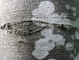 tree bark