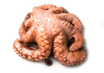 Pulpo
