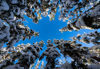 Snow covered pine trees in Winterberg Germany from frog perspective with blue sky on a frosty december day forming a star. Colorful seasons greetings christmas scene in calm nature of Sauerland.
