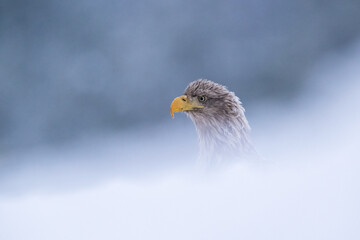 White-tailed eagle deep in snow