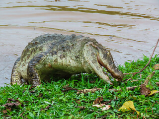 alligator in the everglades