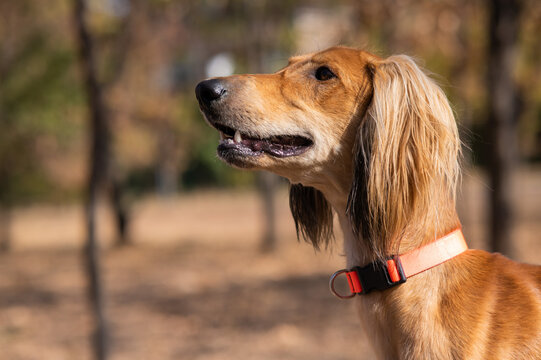 Tazy. Central Asian Greyhound walking in autumn. 
