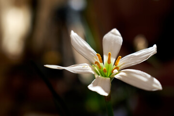A flower with thin white petals on a dark background