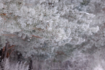 Pine forest. The needles and grass are covered with frost. winter landscape