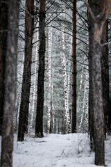 Fototapeta premium Pine forest. The needles and grass are covered with frost. winter landscape